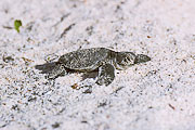 Picture 'Eq1_01_24 Hatchling, Pacific Green Sea Turtle, Galapagos, Santa Cruz, Las Bachas'
